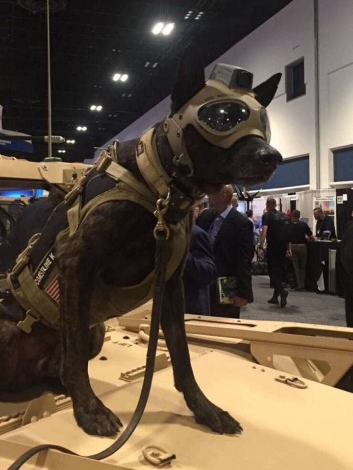 의외로 개들이 보급받는거 | 인스티즈