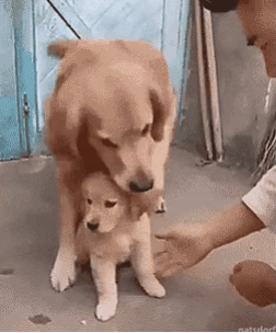 새끼 지키려는 인절미 | 인스티즈