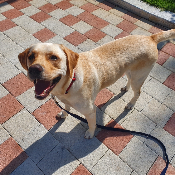 강아지 단짠단짠 | 인스티즈