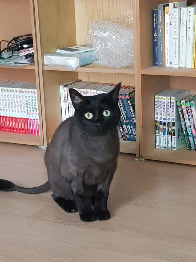 고양이 응가 냄새가 너무 심해서 입으로 숨을 쉬었더니... | 인스티즈