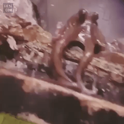 인사하는 문어.gif | 인스티즈