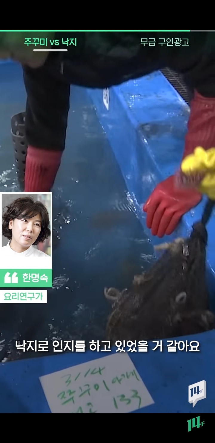 얼마전 낙지냐 쭈꾸미냐 논쟁의 전문가 의견 | 인스티즈