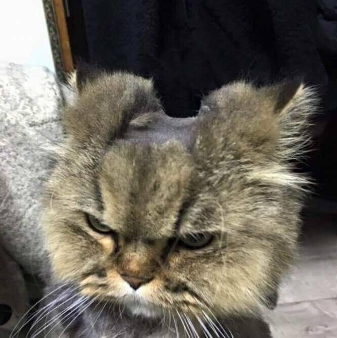 미용천하 이미지