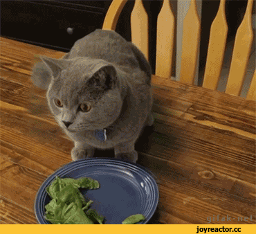 아니... 이 소리는?!.gif | 인스티즈