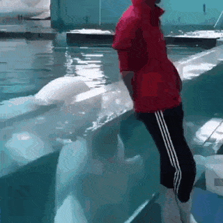 귀여운 벨루가 돌고래.gif | 인스티즈