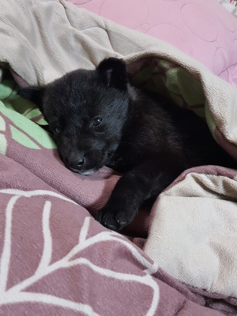 곰 같이 생긴 강아지 | 인스티즈