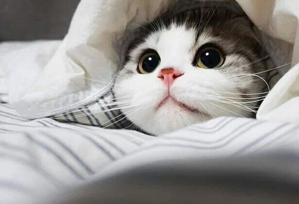 둘 중 더 본인 취향인 고양이는??.jpg | 인스티즈