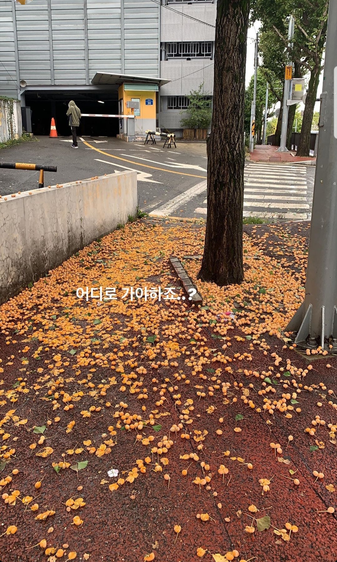 지뢰 투하에 성공한 태풍 타파...jpg | 인스티즈