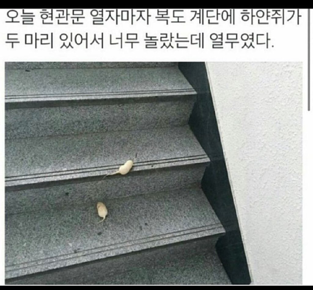 ???: 꺅 계단에 쥐가 | 인스티즈