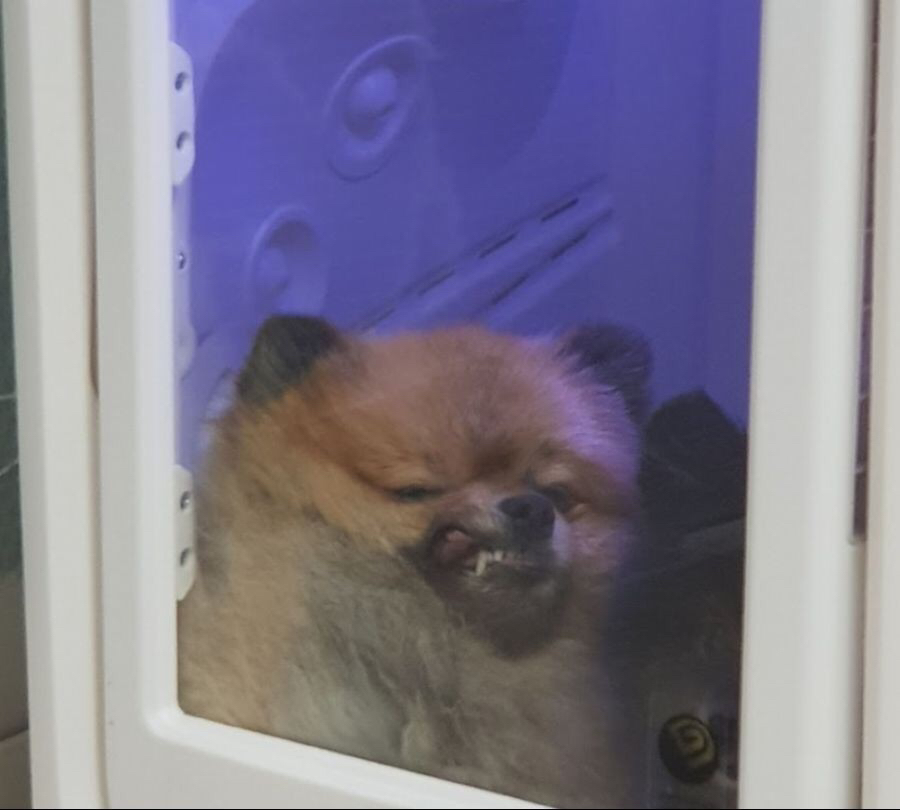 댕댕이 팔자 상팔자 🐕🐕🐶🐶 | 인스티즈