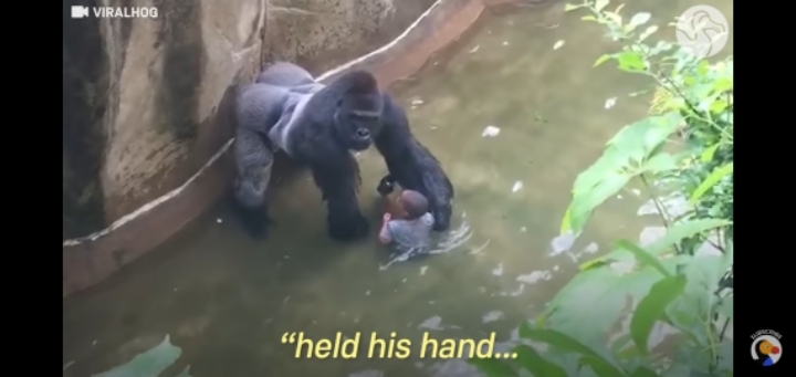 당신의 자녀가 고릴라 우리에 떨어졌다 | 인스티즈