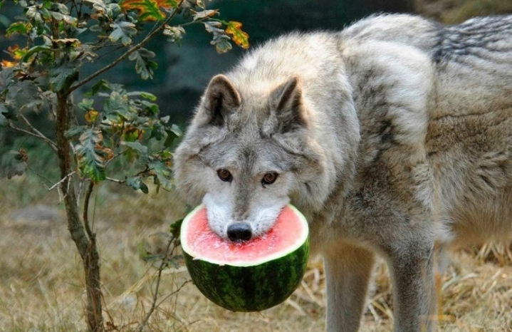 늑대의 실제 크기 | 인스티즈