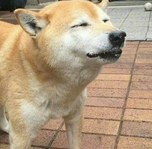 케이크먹고 좋아하는 시바견 | 인스티즈