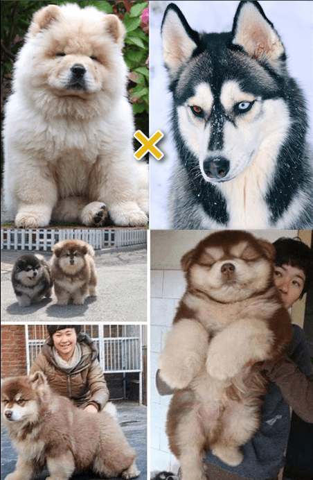 시베리안 허스키와 차우차우 믹스 댕댕이.JPGIF | 인스티즈