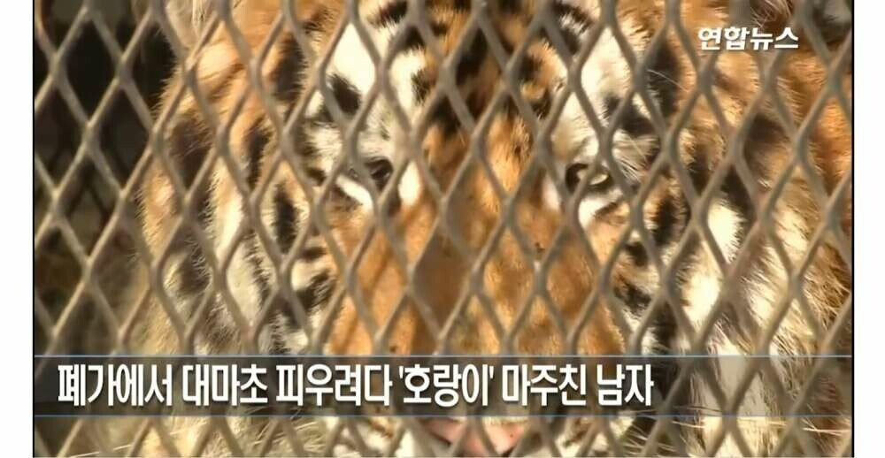 ??? : 대마초 피려다가 고양이 주운거 인증한다 | 인스티즈