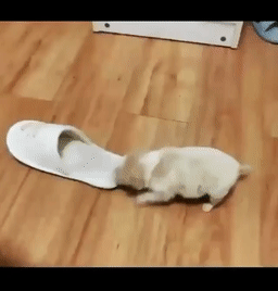 슬리퍼에 쏙하고 들어가는 아기 멍뭉이.gif | 인스티즈