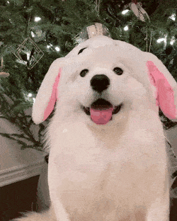 토끼 모자 쓴 사모예드 댕댕이.gif | 인스티즈