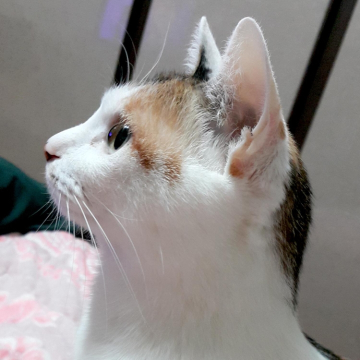 고양이들의 눈동자 | 인스티즈