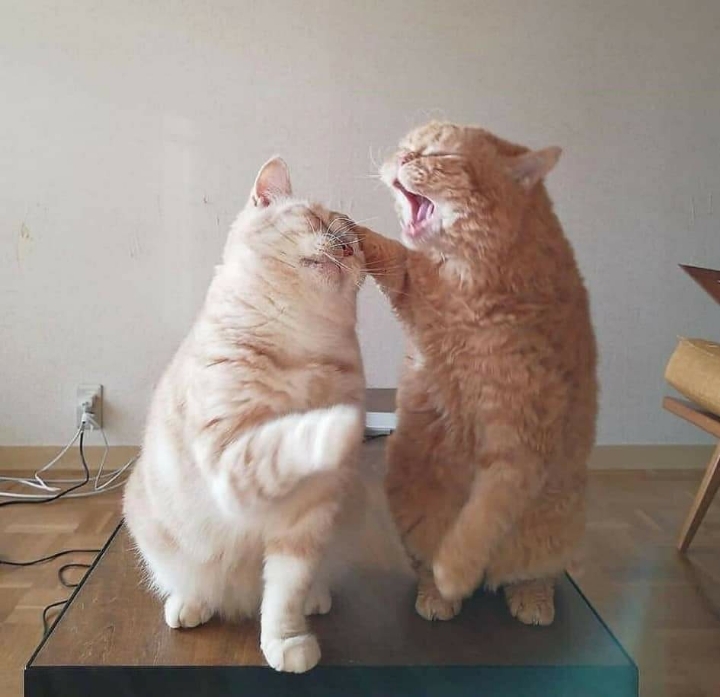 투닥거리다 화해한 고양이 | 인스티즈