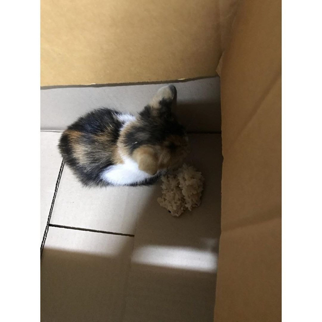 길가다 제 차로 죽일뻔한 고양이를 데려왔는데요 | 인스티즈