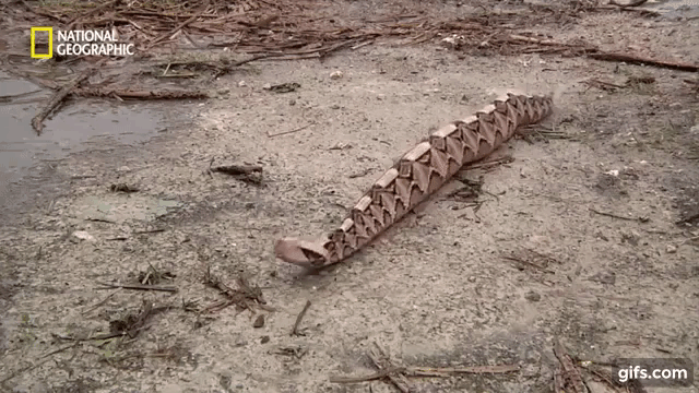 가분 살무사 (뱀주의) | 인스티즈