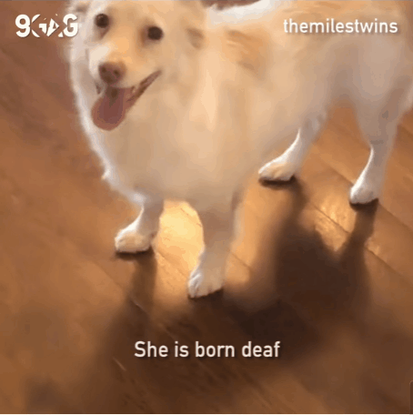 귀가 안들리는 개에게 산책가자고 말하는 법.gif | 인스티즈