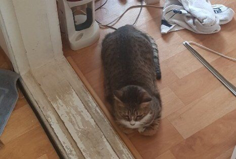 집에 왔는데 아빠가 막 고양이 배에 뭐가 났대 좀보래 짜니까 아프다고 애옹한대.twt | 인스티즈