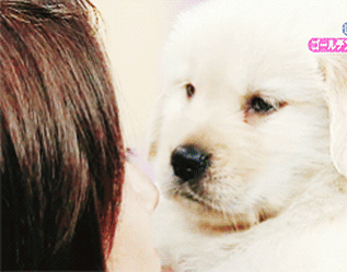 안경낀 사람만 좋아하는(?) 강아지 | 인스티즈