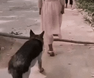 너무 착한 댕댕이 | 인스티즈