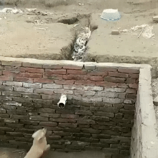 파쿠르 하는 댕댕이 | 인스티즈