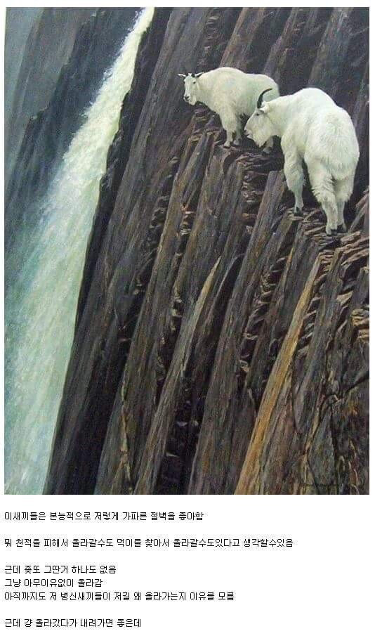 ㅂㅅ같은 동물류 최고봉.jpg | 인스티즈