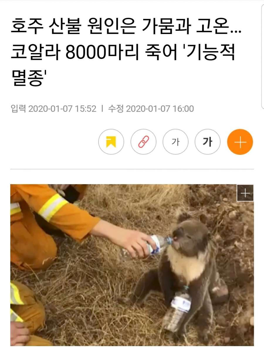 코알라는 이제 인간의 보조 없이 자생불가.news | 인스티즈