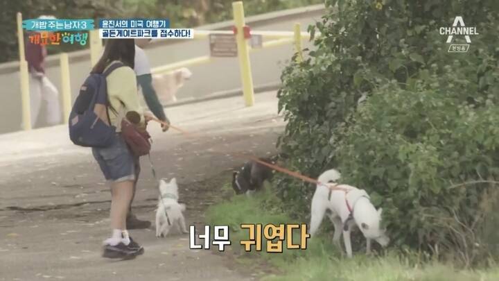 미국에서 인기쩌는 진돗개....jpg | 인스티즈