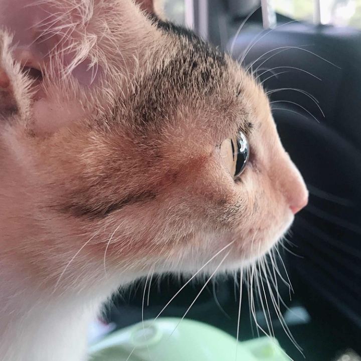 고양이들의 눈동자 | 인스티즈