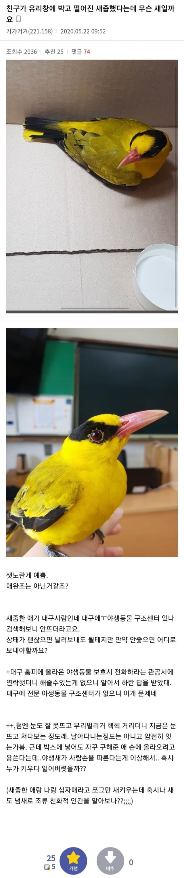 꾀꼬리 새줍한 디시인.JPG | 인스티즈