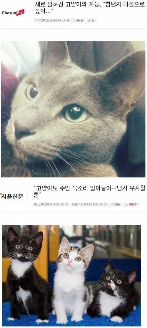 재평가된 고양이의 지능 | 인스티즈