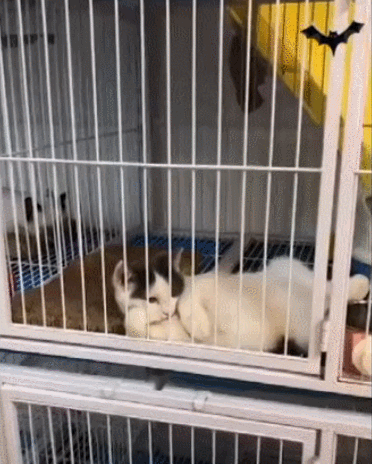 요망함 그 자체 고양이 | 인스티즈