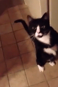 고장이 잘나는 고양이 모음.gif | 인스티즈