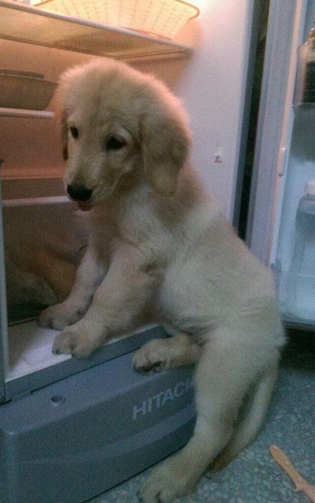 냉장고 들어가는걸 좋아하는 리트리버 댕댕이.jpg | 인스티즈