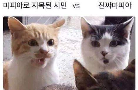 마피아할때 특징 ㅇㄱㄹㅇ.JPG | 인스티즈