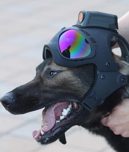 의외로 개들이 보급받는거 | 인스티즈