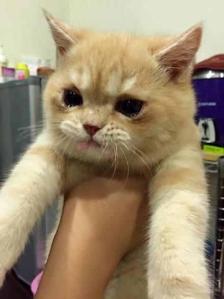 약먹고 우는 고양이.jpg | 인스티즈