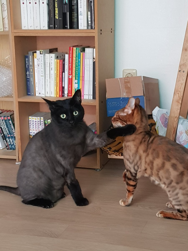 고양이 응가 냄새가 너무 심해서 입으로 숨을 쉬었더니... | 인스티즈