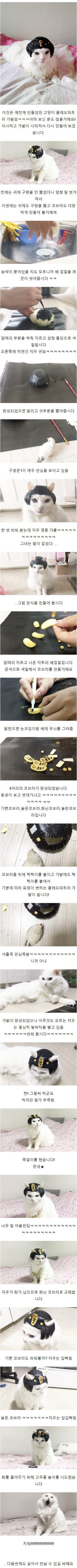 고양이 클레오파트라 가발 만들기 | 인스티즈