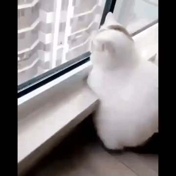 빈정 제대로 상한 고양이들.gif | 인스티즈