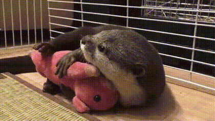 꿀잠잘려는 수달.GIF | 인스티즈