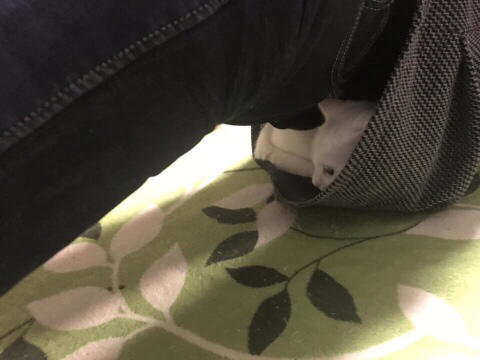 집에서 플랭크 하고있는데.. | 인스티즈