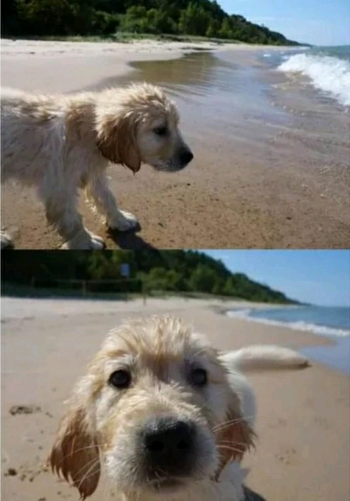 바다에 놀러간 애기 댕댕이.jpg | 인스티즈