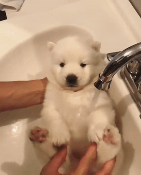 목욕하는 아기사모예드 | 인스티즈