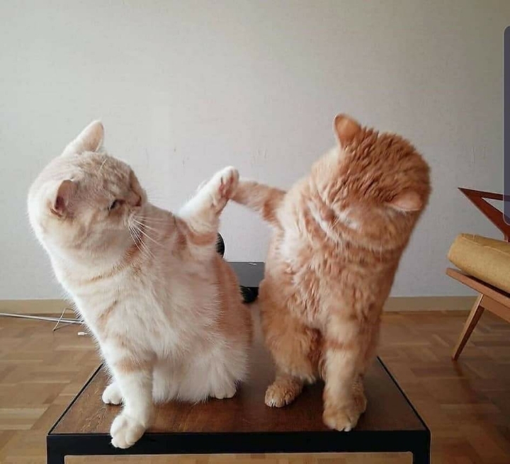 투닥거리다 화해한 고양이 | 인스티즈